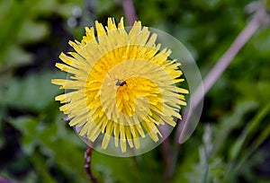 The ant is on the flower.