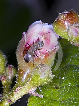 Ant on a flower bud