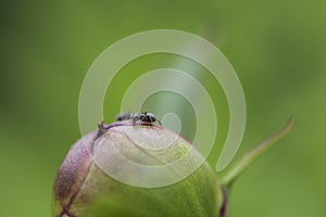Ant on a flower bud