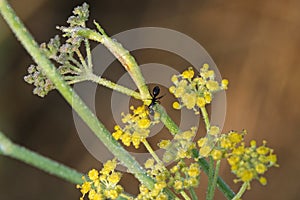 An ant on a flower with dew grain