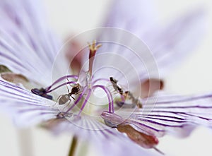 Ant and flower - extreme macro