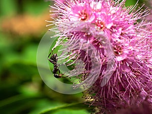 An ant on a flower of verbena paniculata.