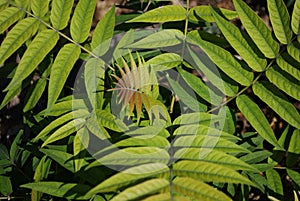 Ant among foliage - background