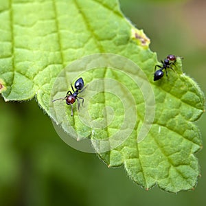 Ant formica eating leaf