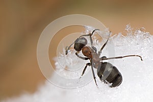 Ant - Formica rufa