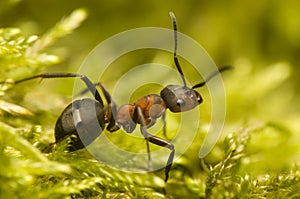 Ant - Formica rufa