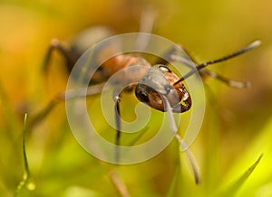 Ant - Formica rufa