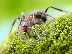 Ant formica rufa