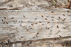 Ant Formica rufa, also known as the Red Wood Ant, Southern Wood ant or Horse Ant, is a boreal member, the photo ants on a log of