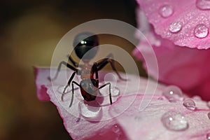 Ant, Formica rufa drinking from a rain drop