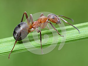 Ant formica rufa on grass