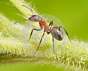 Ant formica rufa on grass photo