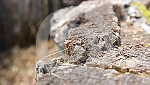 Ant Formica rufa L. take stick of dry grass to anthill