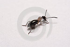 Ant Formica rufa photo ants on a White background