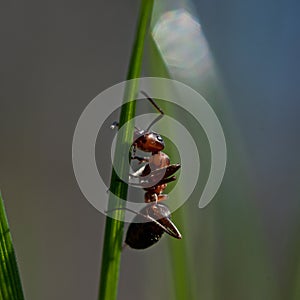 Ant, Formica rufa on a straw