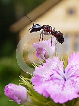 Ant in the garden