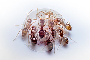 Ant Gathering