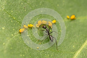 Ant getting honey dew secretion of the aphids from their abdomen. The ant and aphids symbiotic relationship