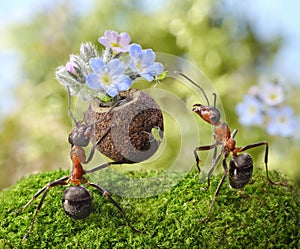 Ant gives flowers with sweets, ants tales