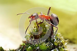 Ant on grass