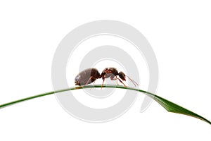 Ant on grass