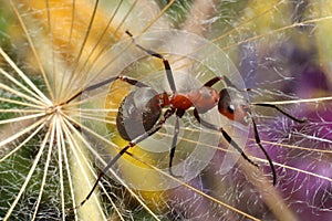 Ant on grass