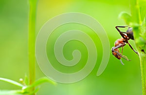 Ant in the grass