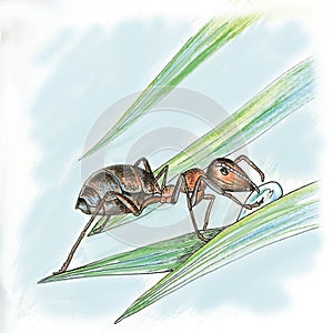 The ant on the grass. The insect drinks from a Dewdrop. Sketch, vector.