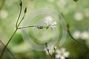 Ant on green branch of white flower