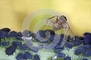 Ant with greenflies