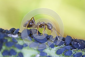 Ant with greenflies
