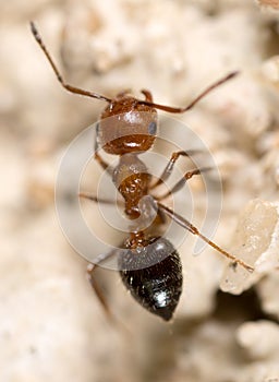 Ant on the ground. Super Macro