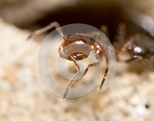 Ant on the ground. Super Macro