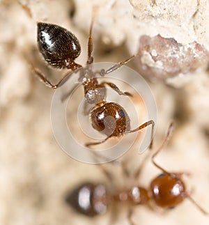 Ant on the ground. Super Macro