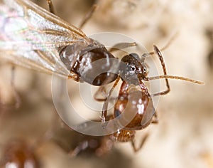 Ant on the ground. Super Macro