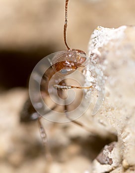 Ant on the ground. Super Macro