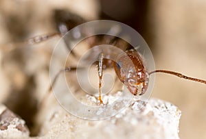 Ant on the ground. Super Macro