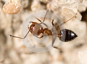 Ant on the ground. Super Macro