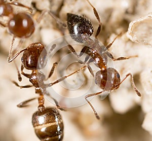 Ant on the ground. Super Macro