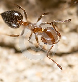 Ant on the ground. Super Macro