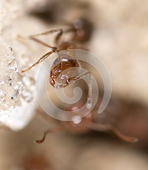 Ant on the ground. Super Macro