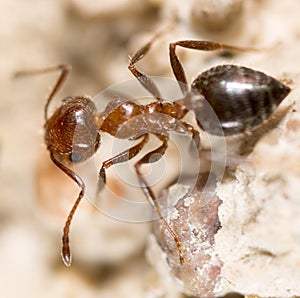 Ant on the ground. Super Macro