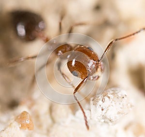 Ant on the ground. Super Macro