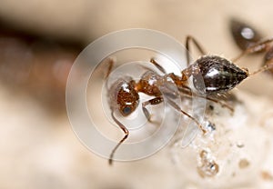 Ant on the ground. Super Macro