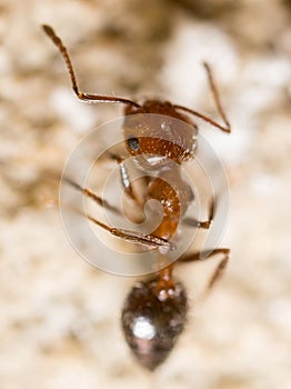 Ant on the ground. Super Macro