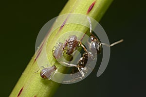 An ant guarding aphids, Aphididae, on plant stem