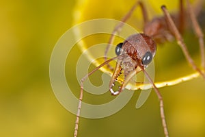 Ant head