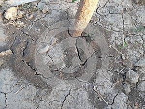 Ant heaped mud. photo