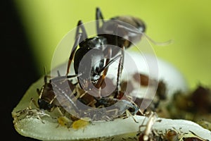 Ant herding Aphids