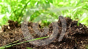 Ant-hiilock activity in green background